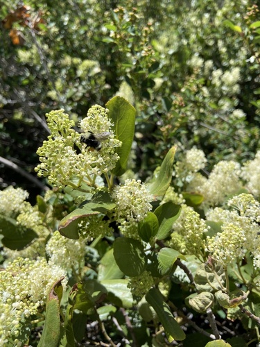 iNaturalist observation photo of Pyrobombus