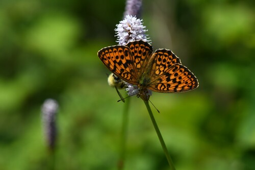 Lesser Marbled Fritillary, 대한민국 강원도 인제군 기린면, photo 8 of 10