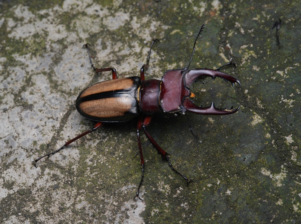 Lucanus parryi