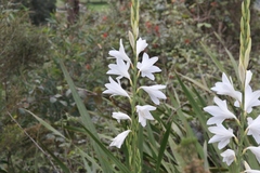 Watsonia versfeldii