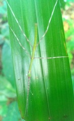 Nesiophasma