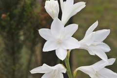 Watsonia versfeldii