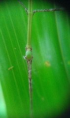 Nesiophasma
