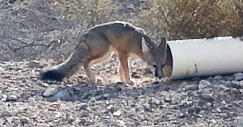 Kit Fox photographed in Nevada