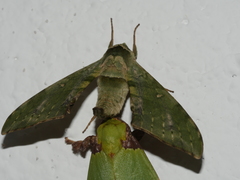 Chloroclanis virescens