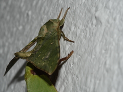 Chloroclanis virescens