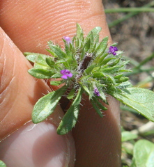 Pogogyne zizyphoroides