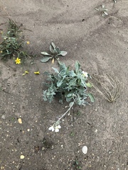 Nerisyrenia camporum