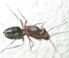 Camponotus vestitus