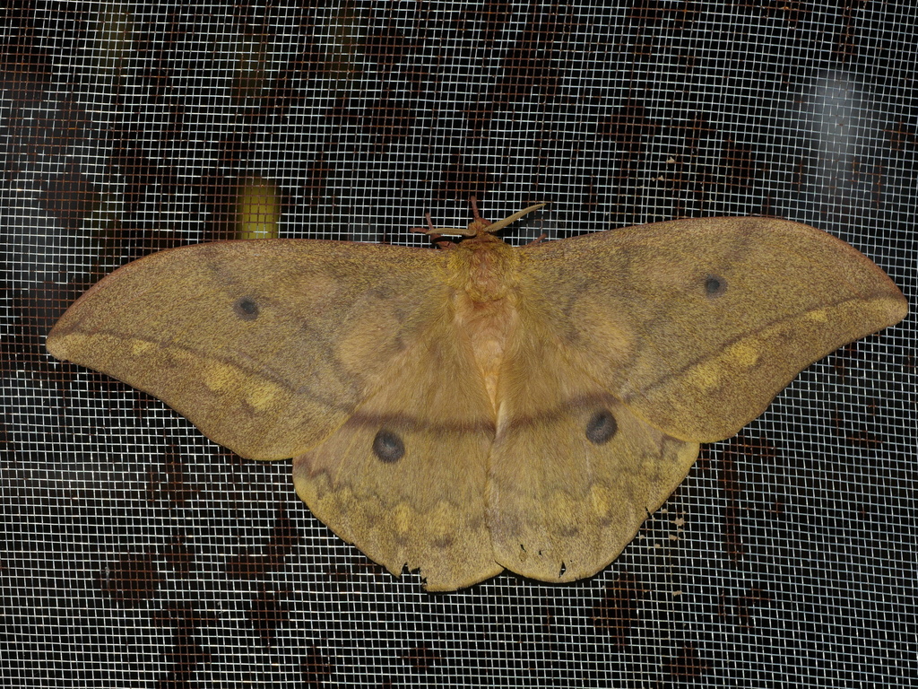 Pseudantheraea