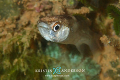 Crenimugil crenilabis