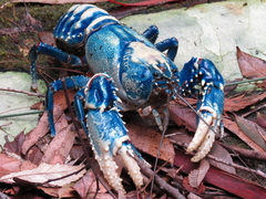 Euastacus sulcatus