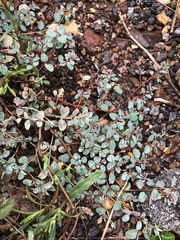 Euphorbia cinerascens