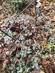 Euphorbia cinerascens