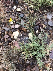 Xanthisma spinulosum chihuahuana