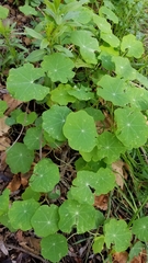 Tropaeolum majus