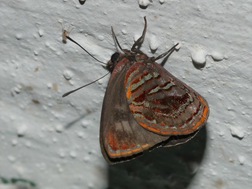 Iridana hypocala