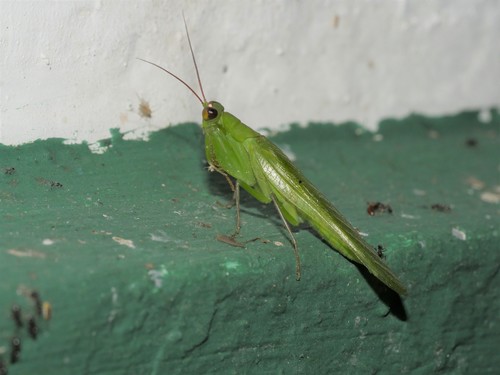 Photo of Nigerian Flower Mantis (Chloroharpax modesta)