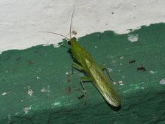 Chloroharpax modesta