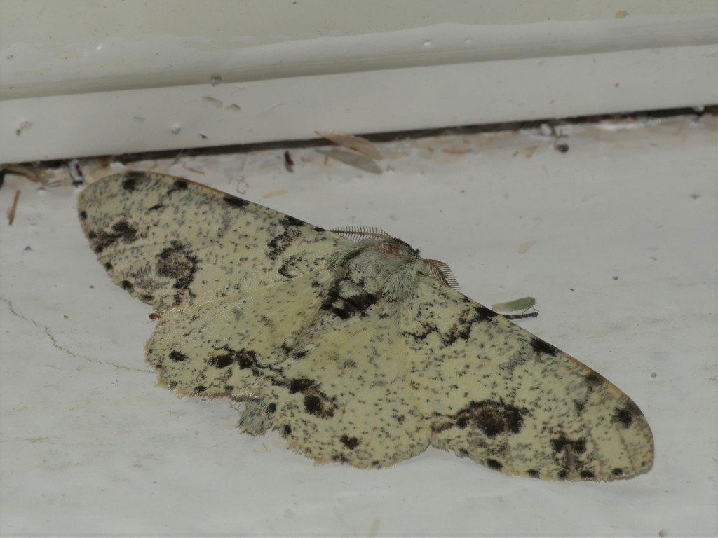 Biston abruptaria