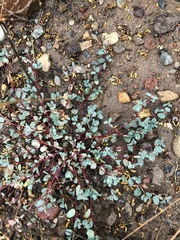 Euphorbia cinerascens