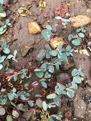 Euphorbia cinerascens