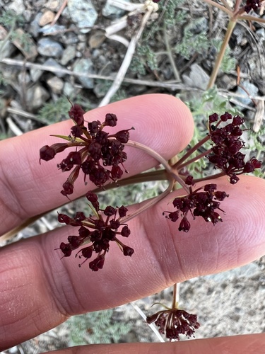 Image of Lomatium cuspidatum by no rights reserved