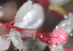 Euphorbia cinerascens