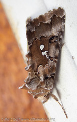 Autographa corusca