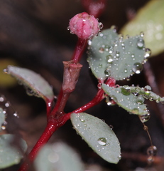 Euphorbia cinerascens