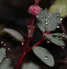 Euphorbia cinerascens