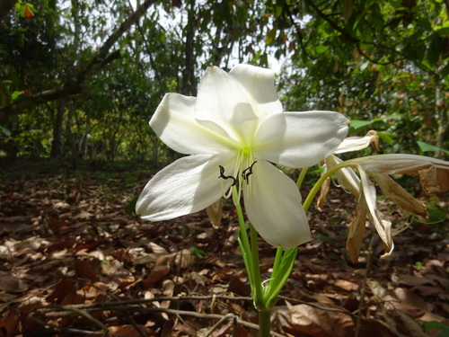 Rattrayii Crinum