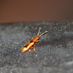 Cryptamorpha desjardinsi