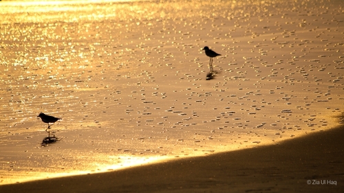 Tibetan Sand Plover (Anarhynchus atrifrons), photo 10