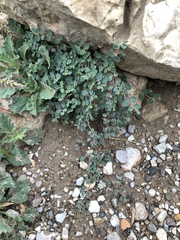 Euphorbia cinerascens