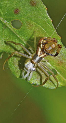 Runcinia grammica, photo 2 of 7