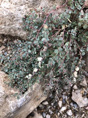 Euphorbia cinerascens