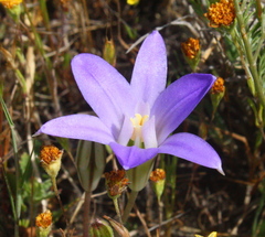 Brodiaea terrestris terrestris