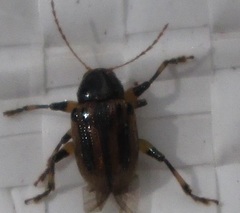 Afroeurydemus nubiensis