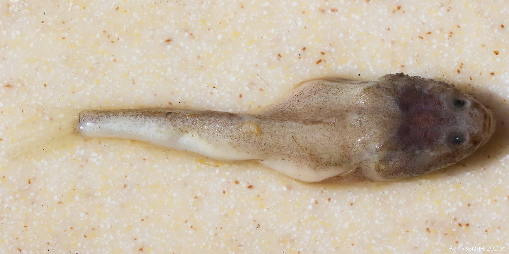 Azov Tadpole-Goby