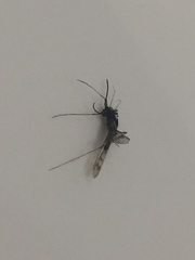 Diptera
