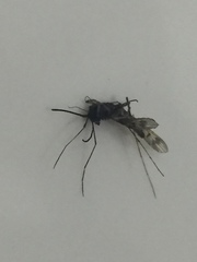 Diptera