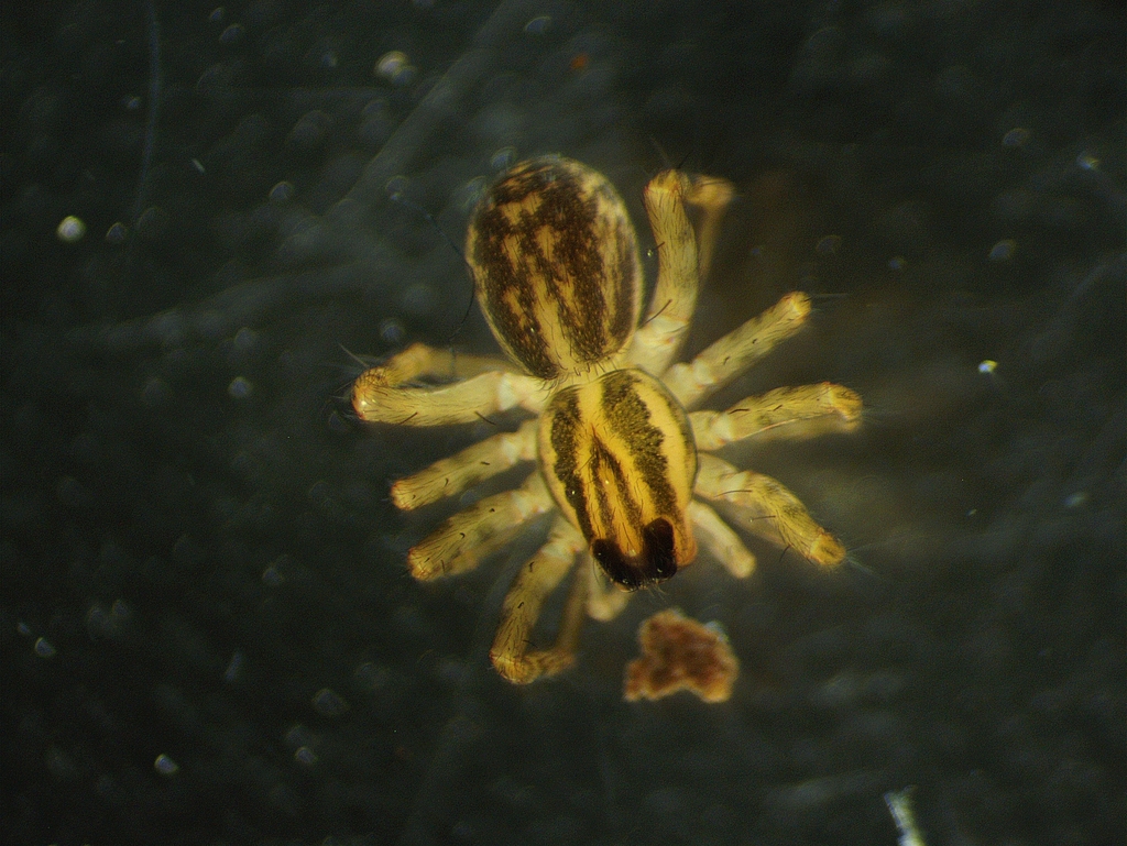 Lonely Wolf Spider