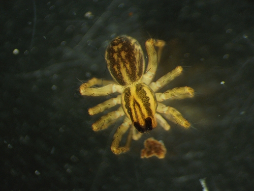 Lonely Wolf Spider