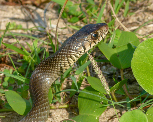 Photo of a Oriental Ratsnake (Ptyas mucosa)