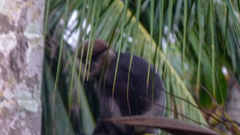 Semnopithecus vetulus
