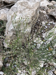 Menodora scabra