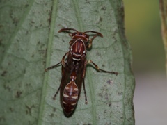 Parapolybia