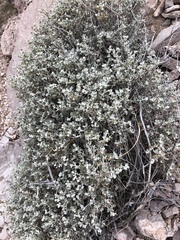 Leucophyllum candidum