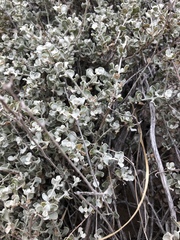 Leucophyllum candidum